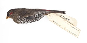 Red eared firetail Finch, Emblema oculata Red eared firetail Finch, Emblema oculata