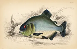 Red-eye piranha, Serrasalmus rhombeus Red-eye piranha, Serrasalmus rhombeus