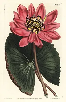 Red-flowered water lily, Nymphaea rubra Red-flowered water lily, Nymphaea rubra