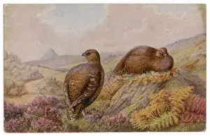 Nature Prints For Sale Online Prints: RED GROUSE