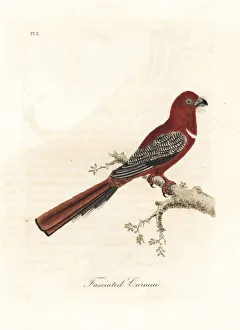 Red-headed trogon, Harpactes erythrocephalus Red-headed trogon, Harpactes erythrocephalus