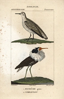 Red knot, Calidris canutus, and ruff, Philomachus pugnax Red knot, Calidris canutus, and ruff, Philomachus pugnax