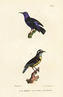 Red-legged honeycreeper and bananaquit Red-legged honeycreeper and bananaquit