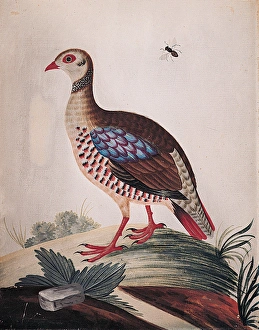 The Red-legged Partridge from Barbary The Red-legged Partridge from Barbary