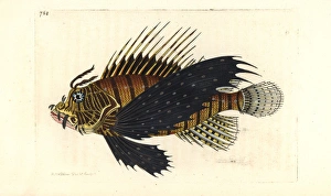 Red lionfish, Pterois volitans Red lionfish, Pterois volitans