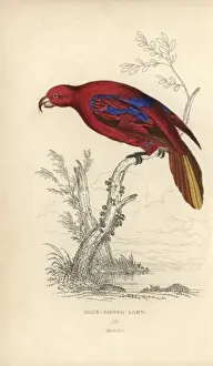 Historical Ornithology Images Prints: Red lory, Eos rubra