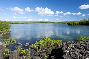 Red mangrove Loop-root mangrove Asiatic mangrove Red mangrove Loop-root mangrove Asiatic mangrove