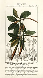 Red mangrove, Rhozophora mangle Red mangrove, Rhozophora mangle