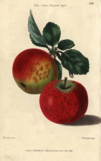 Red ripe fruit and leaves of Kirkes Scarlet Red ripe fruit and leaves of Kirkes Scarlet