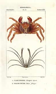 Red rock crab, Grapsus grapsus, and spider Red rock crab, Grapsus grapsus, and spider