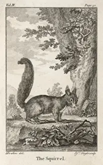 Eurasian Red Squirrel Print