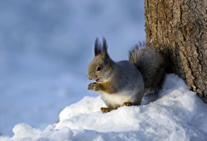 Red Squirrel - feeds actively on sunflower seeds Red Squirrel - feeds actively on sunflower seeds