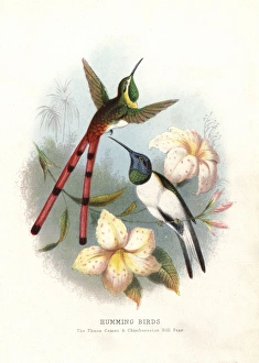 Red-tailed comet, Sappho sparganura, and Ecuadorian Red-tailed comet, Sappho sparganura, and Ecuadorian