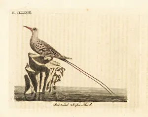 Red-tailed tropic bird, Phaethon rubricauda Red-tailed tropic bird, Phaethon rubricauda