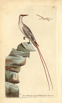 Red-tailed tropicbird, Phaeton rubricauda Red-tailed tropicbird, Phaeton rubricauda