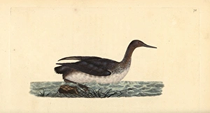 Red-throated loon or diver, Gavia stellata Red-throated loon or diver, Gavia stellata