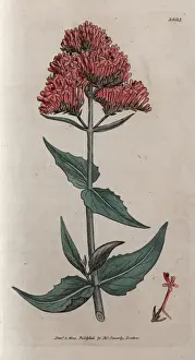 Early Botany Illustrations Prints: Red valerian