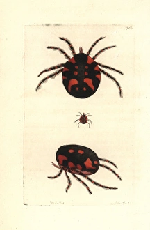 Red water mite, Hydrachna geographica Red water mite, Hydrachna geographica