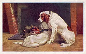 Red and White Irish Setters by the Fireplace Print
