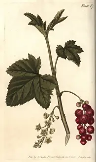 Ribes Rubrum Prints: Redcurrant, Ribes rubrum