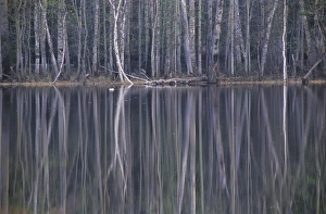 Reflections in a small lake in taiga forest at Reflections in a small lake in taiga forest at