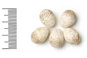 Firecrest Egg Specimens Print by Regulus ignicapilla