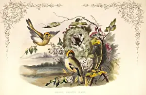 Goldcrest Print (Regulus regulus) 1852
