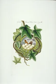 Regulus regulus, goldcrest nest and eggs Regulus regulus, goldcrest nest and eggs