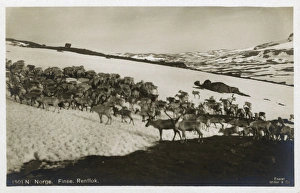 Reindeer Herd, Finse, Hordaland County, Norway Reindeer Herd, Finse, Hordaland County, Norway