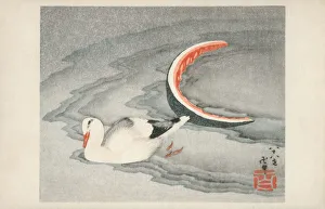 Replete Seagull on the shore having consumed a Watermelon Replete Seagull on the shore having consumed a Watermelon