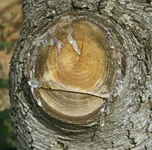 Pinaceae Family Prints: Resin from a cedar tree