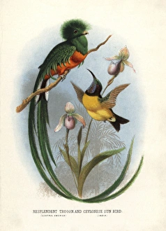 Resplendent quetzal, Pharomachrus mocinno Resplendent quetzal, Pharomachrus mocinno
