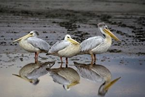 Resting Pelicans - With reflection in water Resting Pelicans - With reflection in water