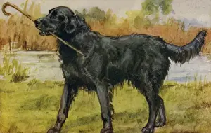 Eileen Hood Artwork Prints: Retriever