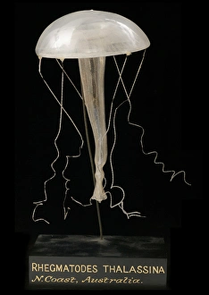 Rhegmatodes thalassina, jellyfish model Rhegmatodes thalassina, jellyfish model