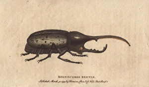 Rhinoceros beetle brought from the island of Rhinoceros beetle brought from the island of