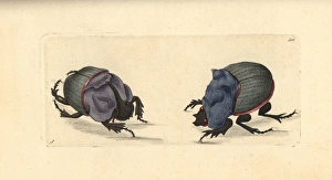 Rhinoceros beetle and cyanean scarab Rhinoceros beetle and cyanean scarab