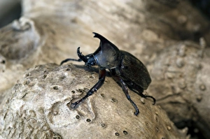 Rhinoceros Beetle - Male - on a tree-bark Rhinoceros Beetle - Male - on a tree-bark
