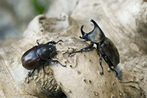 Rhinoceros Beetle - on tree-bark - hornless female Rhinoceros Beetle - on tree-bark - hornless female