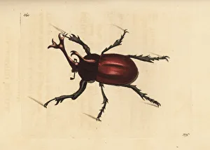 Rhinoceros beetle, Trypoxylus dichotomus Rhinoceros beetle, Trypoxylus dichotomus
