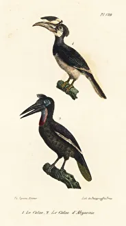 Rhinoceros hornbill and Abyssinian ground hornbill Rhinoceros hornbill and Abyssinian ground hornbill