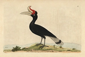 Rhinoceros hornbill or rhinoceros bird, Buceros rhinoceros Rhinoceros hornbill or rhinoceros bird, Buceros rhinoceros