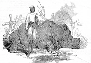 Rhinoceros found in Rundheer Singhs Camp, Bengal, 1852 Rhinoceros found in Rundheer Singhs Camp, Bengal, 1852
