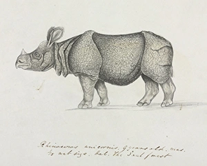 Rhinoceros unicornis, Indian Rhinoceros Rhinoceros unicornis, Indian Rhinoceros