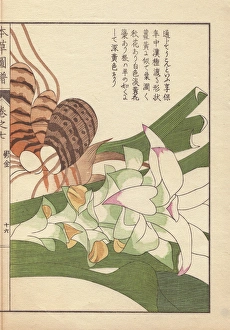 Rhizome and pink inflorescence of turmeric Rhizome and pink inflorescence of turmeric