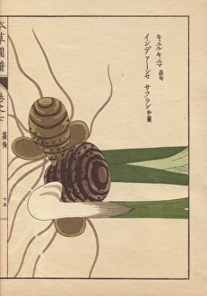 Rhizome and roots of turmeric, Curcuma longa Rhizome and roots of turmeric, Curcuma longa