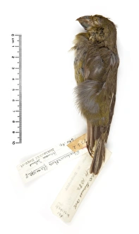 Rhodacanthis flaviceps, lesser koa-finch Rhodacanthis flaviceps, lesser koa-finch