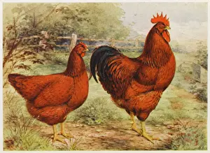 Prints of Rhode Island Red cock and hen Rhode Island Red Prints: Rhode Island Red Print: Cock and Hen