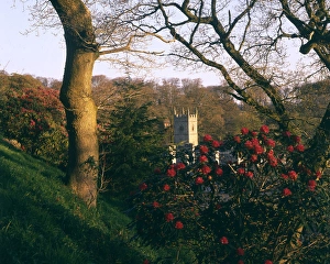 Rhododendrons and Lanhydrock Church, Cornwall Rhododendrons and Lanhydrock Church, Cornwall