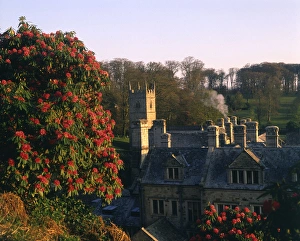 Rhododendrons at Lanhydrock House, Cornwall Rhododendrons at Lanhydrock House, Cornwall